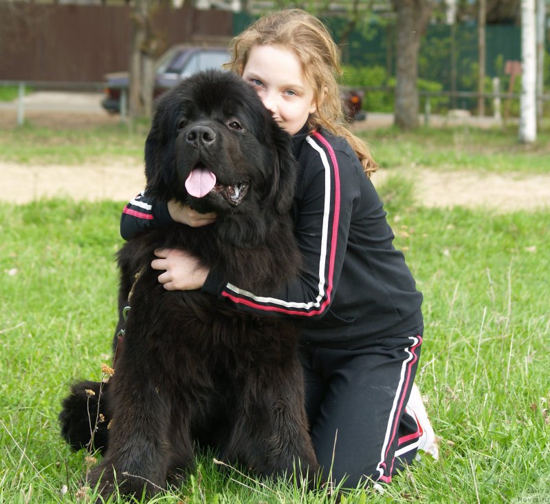 Фото: ньюфаундленд Смигар Умница Разумница