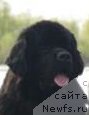 Фото: ньюфаундленд Смигар Умница Разумница