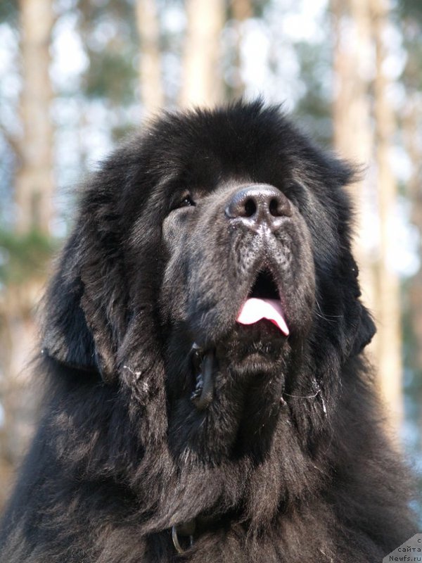 Фото: ньюфаундленд King of Helluland Bulgari