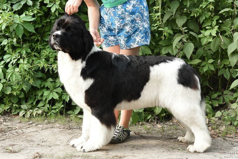 Фото: ньюфаундленд Аквиан Сонг Розмари (Akvian Song Rosemary)