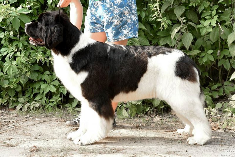 Фото: ньюфаундленд Аквиан Сонг Розмари (Akvian Song Rosemary)