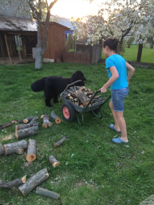 Фото: ньюфаундленд Браунблад МСК Жамал Амира