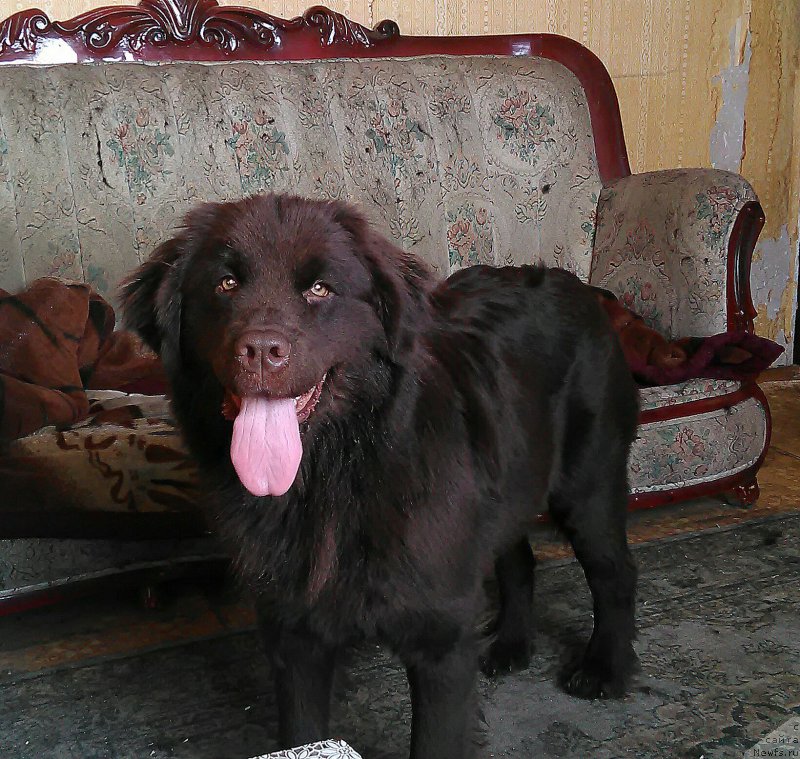 Фото: ньюфаундленд Альфа Дар Окса Верка Сердючка, ньюфаундленд Альфа Дар Окса Верка Сердючка
