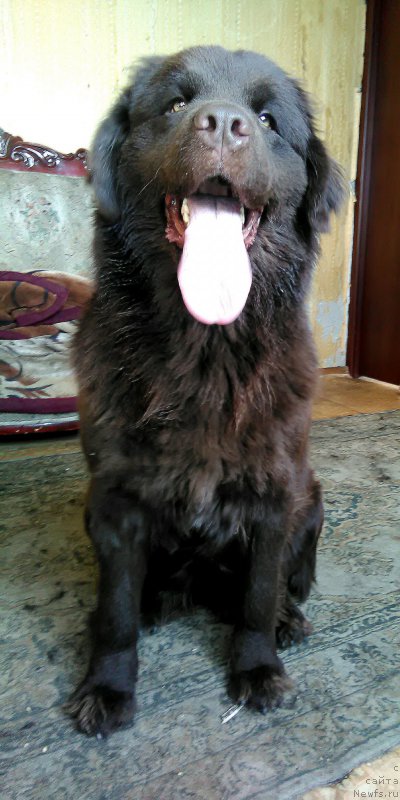 Фотография № 215286