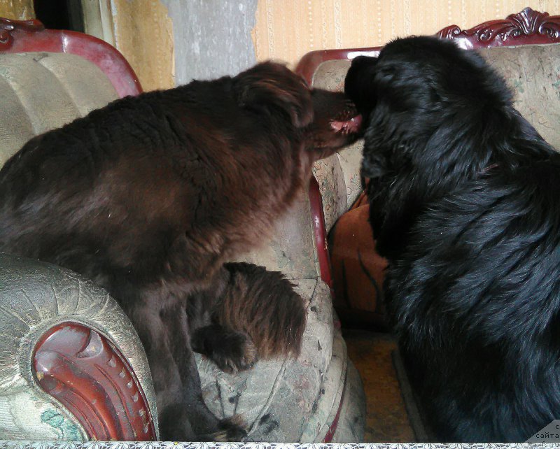 Фотография № 215288