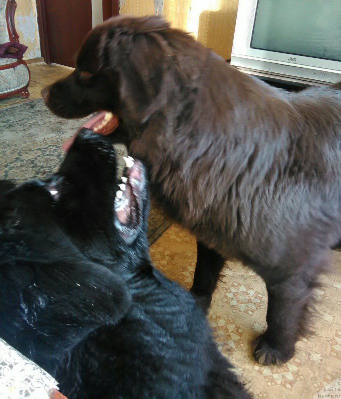 Фото: ньюфаундленд Ньюфорт Дивная Диана, ньюфаундленд Ньюфорт Дивная Диана, ньюфаундленд Альфа Дар Окса Верка Сердючка