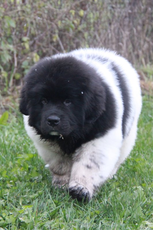 Фото: ньюфаундленд Аквиан Сонг Сильвер Стоун