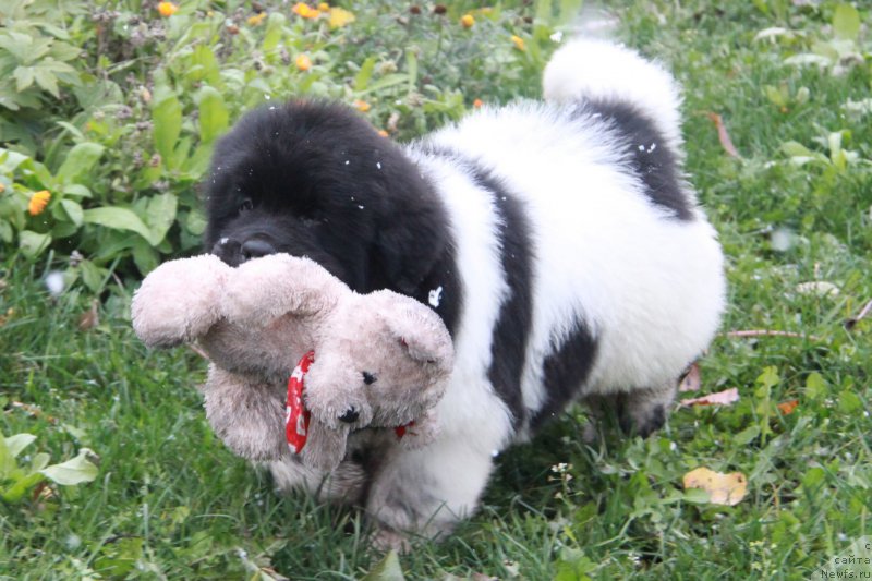 Фото: ньюфаундленд Аквиан Сонг Сильвер Стоун