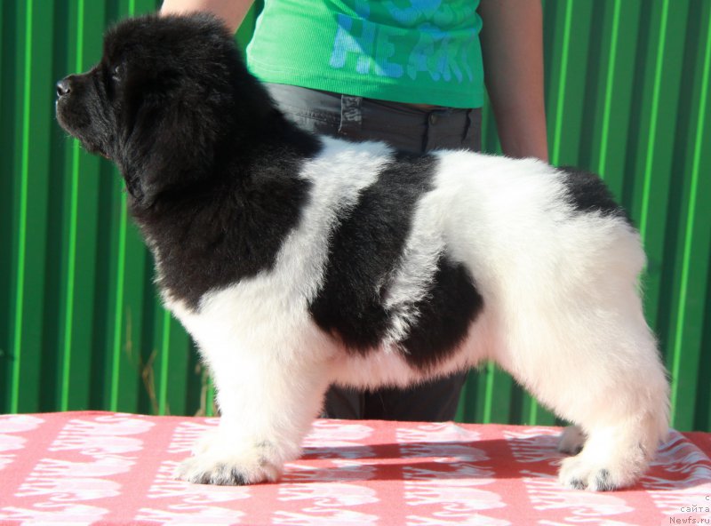 Фото: ньюфаундленд Аквиан Сонг Сильвер Стоун