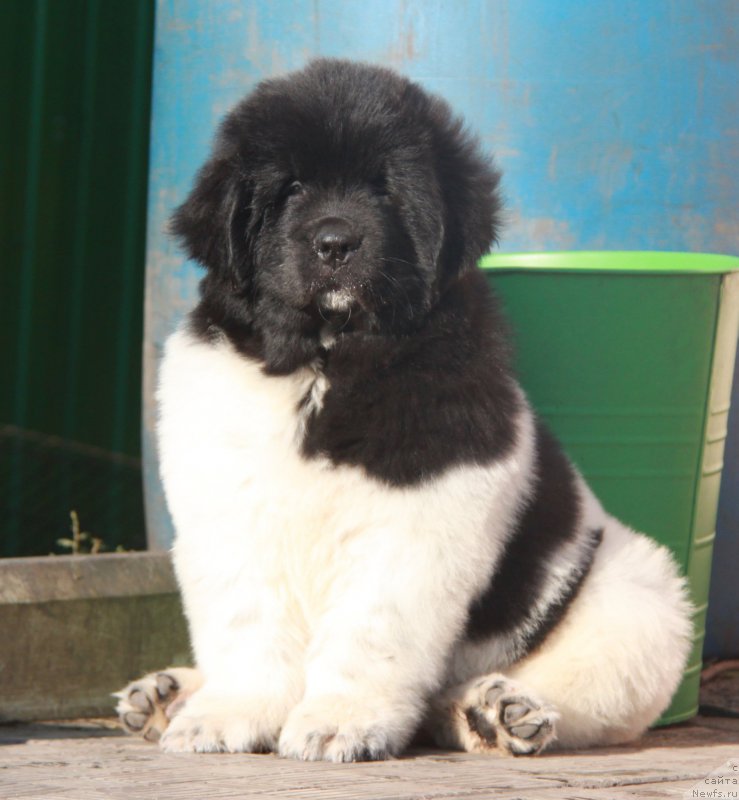 Фото: ньюфаундленд Аквиан Сонг Сильвер Стоун