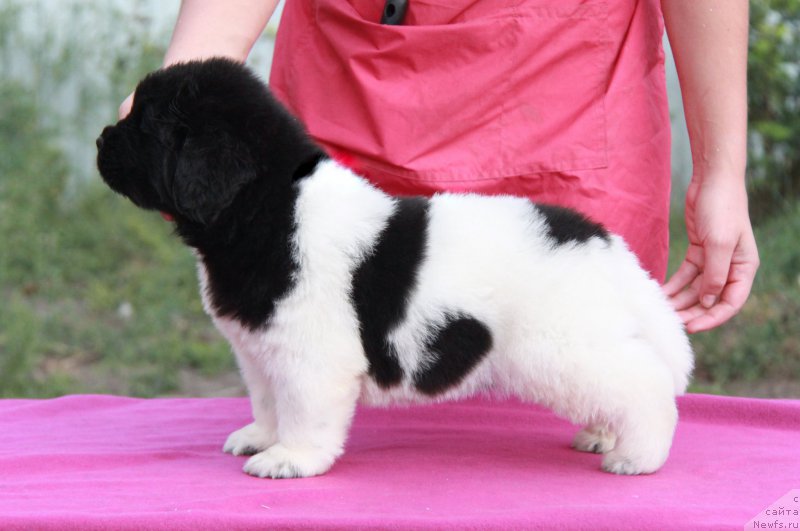 Фото: ньюфаундленд Аквиан Сонг Сильвер Стоун