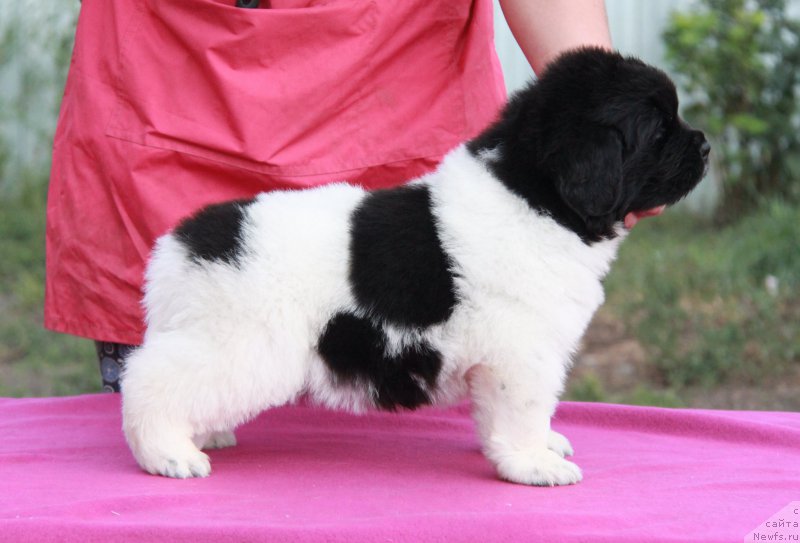 Фото: ньюфаундленд Аквиан Сонг Сильвер Стоун