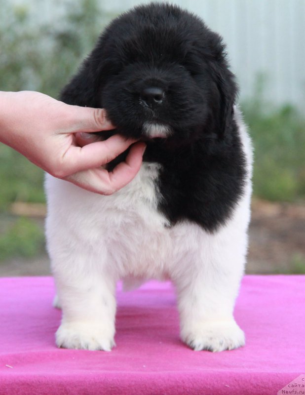 Фото: ньюфаундленд Аквиан Сонг Сильвер Стоун