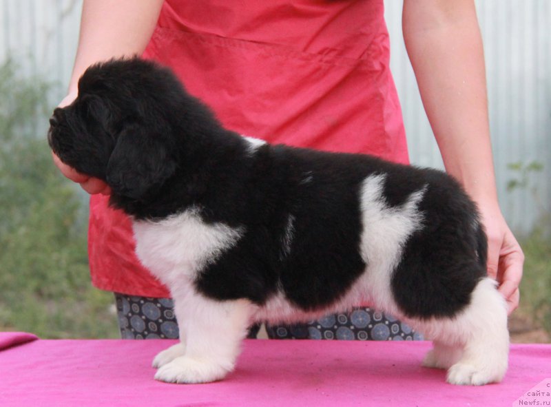 Фото: ньюфаундленд Аквиан Сонг Соник Бум