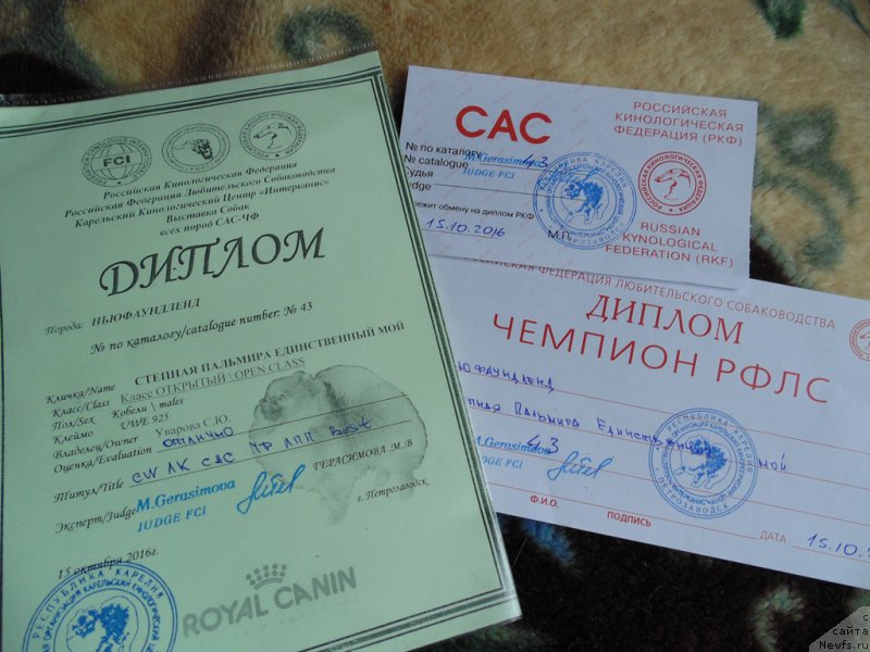 Фото: ньюфаундленд Степная Пальмира Единственный Мой