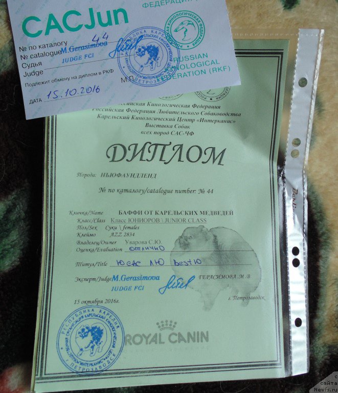 Фото: ньюфаундленд Баффи от Карельских Медведей