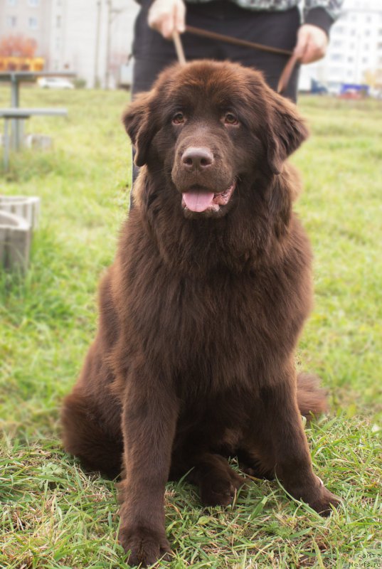 Фото: ньюфаундленд Браунблад МСК Стелла Софи