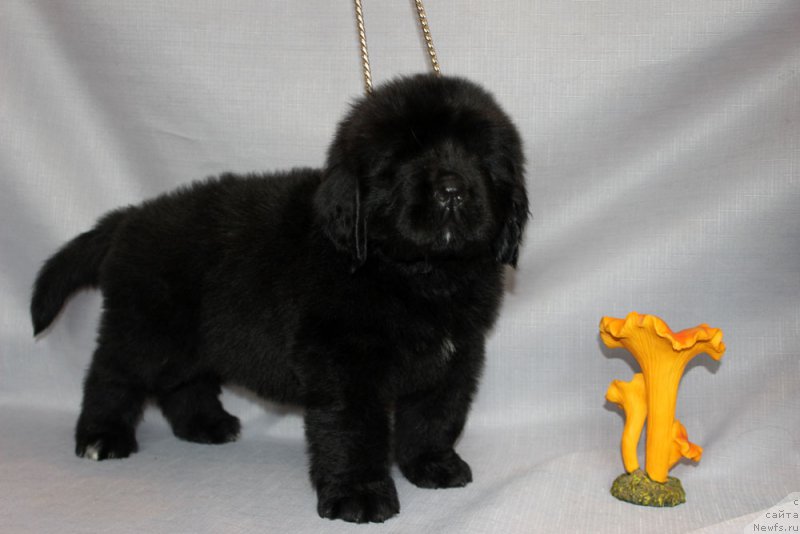 Фото: ньюфаундленд Браунблад МСК Амадей-Дефендер (Brownblood MSK Amadey-Defender)