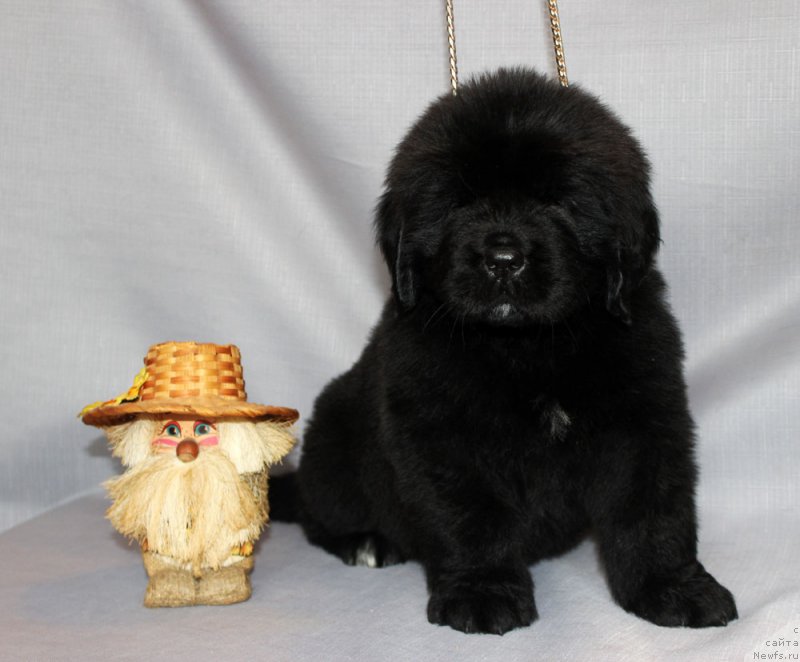 Фото: ньюфаундленд Браунблад МСК Амадей-Дефендер (Brownblood MSK Amadey-Defender)