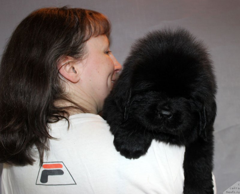 Фото: ньюфаундленд Браунблад МСК Амадей-Дефендер (Brownblood MSK Amadey-Defender)