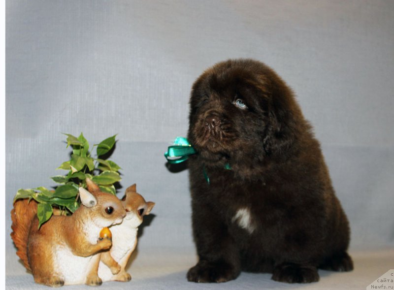 Фото: ньюфаундленд Браунблад МСК Аназер Лав Тендер Эбони (Brownblood MSK Another Love Tender Ebony)