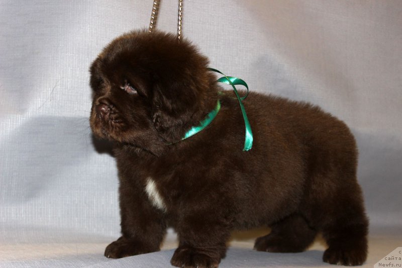 Фотография № 215314