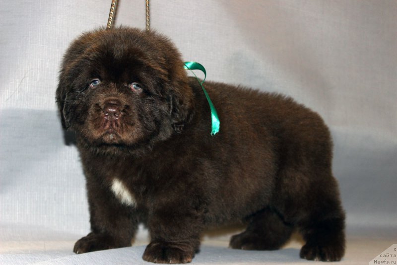 Фото: ньюфаундленд Браунблад МСК Аназер Лав Тендер Эбони (Brownblood MSK Another Love Tender Ebony)