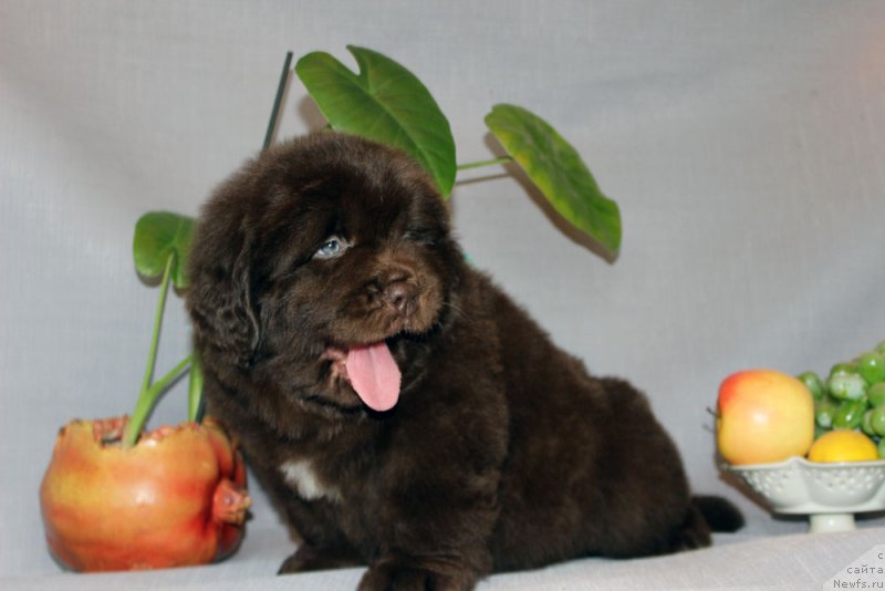 Фото: ньюфаундленд Браунблад МСК Аназер Лав Тендер Эбони (Brownblood MSK Another Love Tender Ebony)