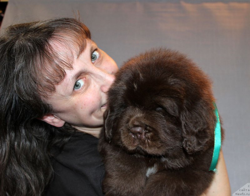 Фото: ньюфаундленд Браунблад МСК Аназер Лав Тендер Эбони (Brownblood MSK Another Love Tender Ebony)