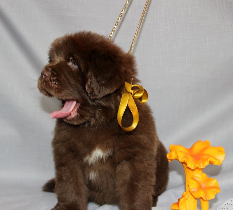 Фото: ньюфаундленд Браунблад МСК Альфа-Ромео Голд Бадди (Brownblood MSK Alfa-Romeo Gold Baddy)