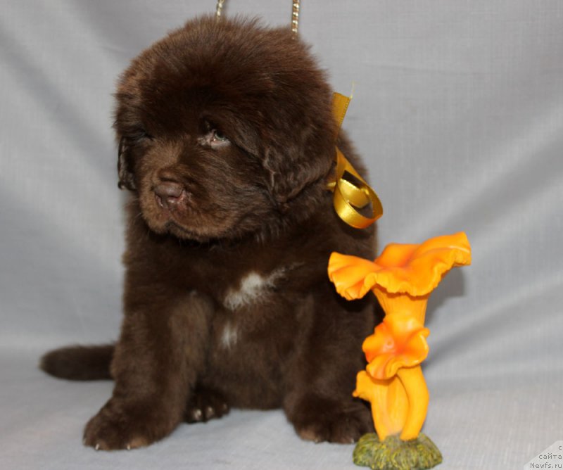 Фото: ньюфаундленд Браунблад МСК Альфа-Ромео Голд Бадди (Brownblood MSK Alfa-Romeo Gold Baddy)