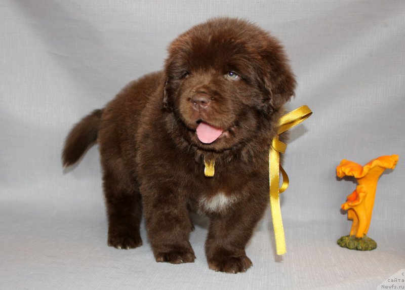 Фото: ньюфаундленд Браунблад МСК Альфа-Ромео Голд Бадди (Brownblood MSK Alfa-Romeo Gold Baddy)
