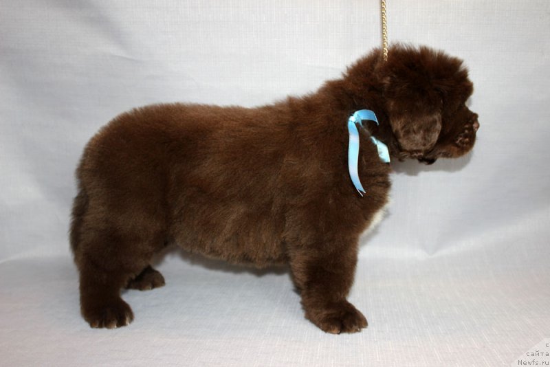 Фото: ньюфаундленд Браунблад МСК Абрамс-Стронг (Brownblood MSK Abrams-Strong)