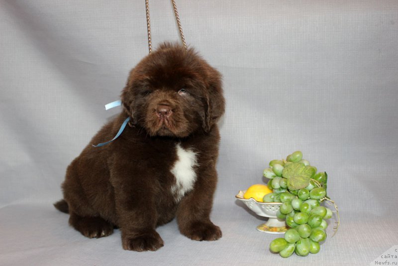 Фото: ньюфаундленд Браунблад МСК Абрамс-Стронг (Brownblood MSK Abrams-Strong)