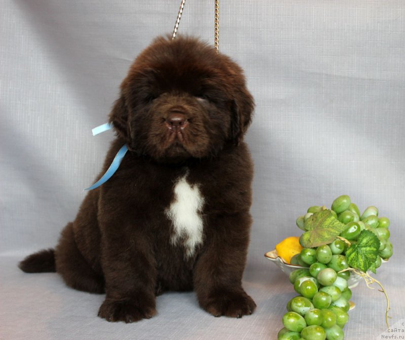 Фото: ньюфаундленд Браунблад МСК Абрамс-Стронг (Brownblood MSK Abrams-Strong)