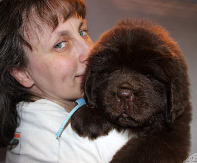 Фото: ньюфаундленд Браунблад МСК Абрамс-Стронг (Brownblood MSK Abrams-Strong)