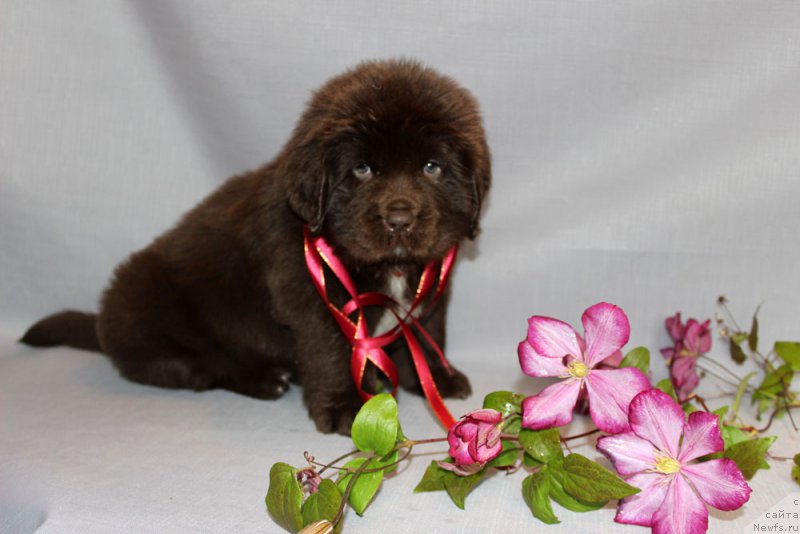 Фото: ньюфаундленд Браунблад МСК Ауди Рэд Лэсс (Brownblood MSK Audi Red Less)