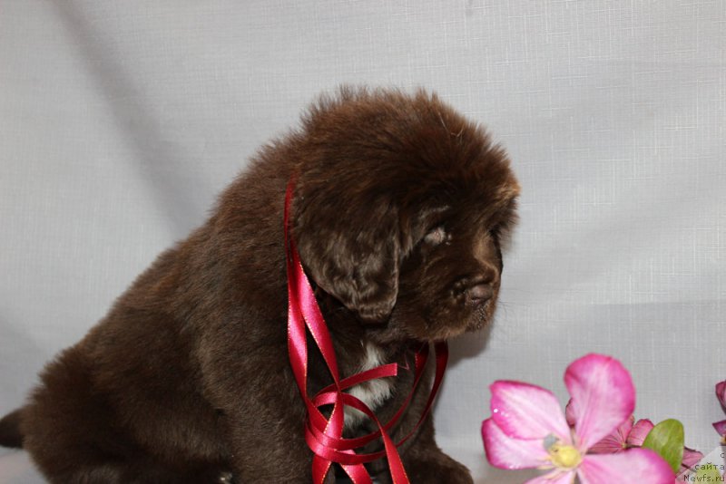 Фото: ньюфаундленд Браунблад МСК Ауди Рэд Лэсс (Brownblood MSK Audi Red Less)