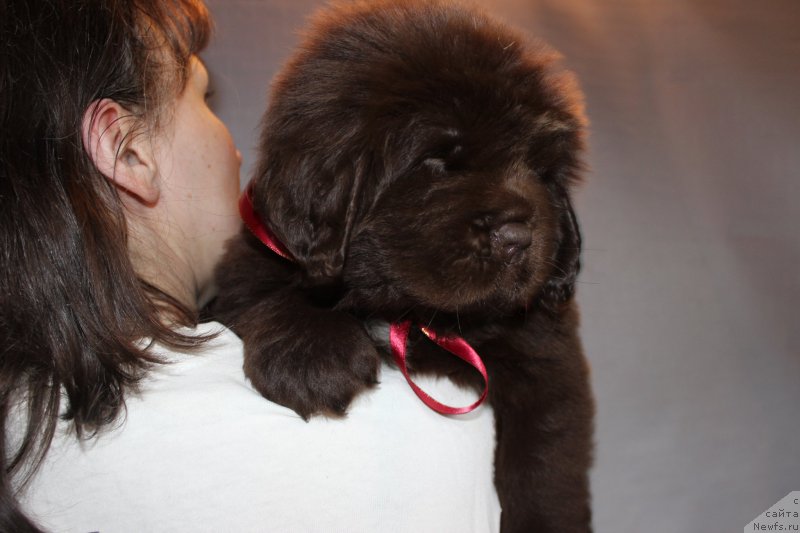 Фото: ньюфаундленд Браунблад МСК Ауди Рэд Лэсс (Brownblood MSK Audi Red Less)