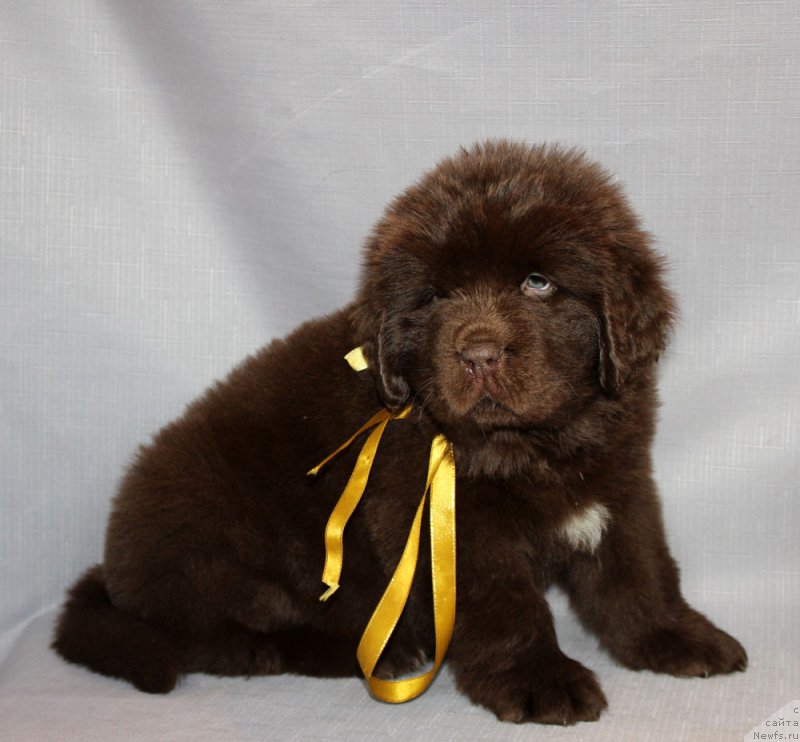 Фото: ньюфаундленд Браунблад МСК Армата Лойар Аид (Brownblood MSK Armata Loyar Aid)