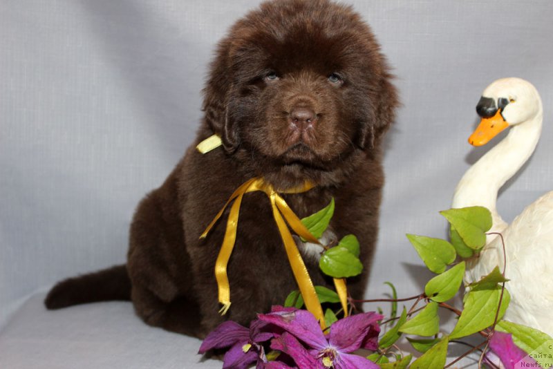 Фото: ньюфаундленд Браунблад МСК Армата Лойар Аид (Brownblood MSK Armata Loyar Aid)