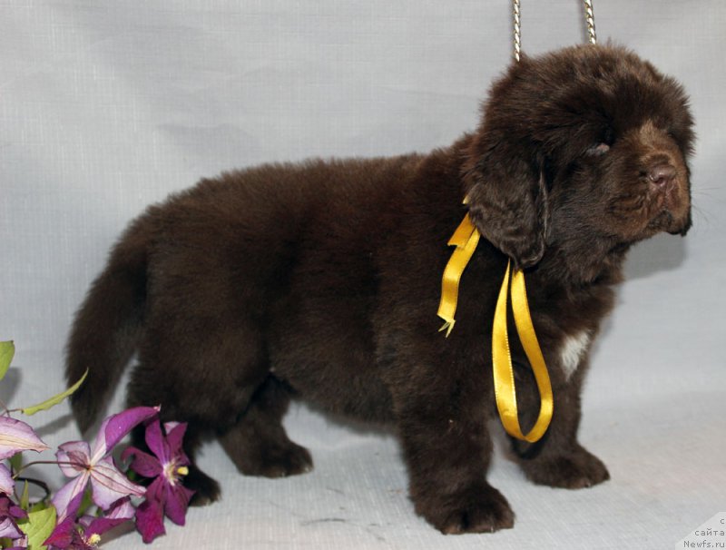 Фото: ньюфаундленд Браунблад МСК Армата Лойар Аид (Brownblood MSK Armata Loyar Aid)