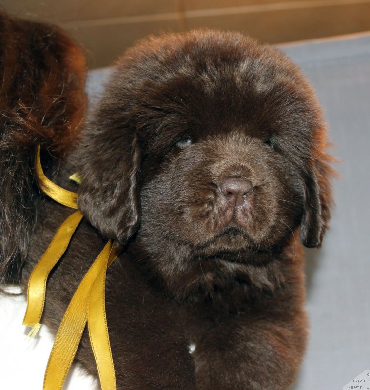 Фото: ньюфаундленд Браунблад МСК Армата Лойар Аид (Brownblood MSK Armata Loyar Aid)