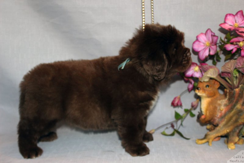 Фото: ньюфаундленд Браунблад МСК Альпина Гуардиан Соул (Brownblood MSK Alpina Guardian Soul)