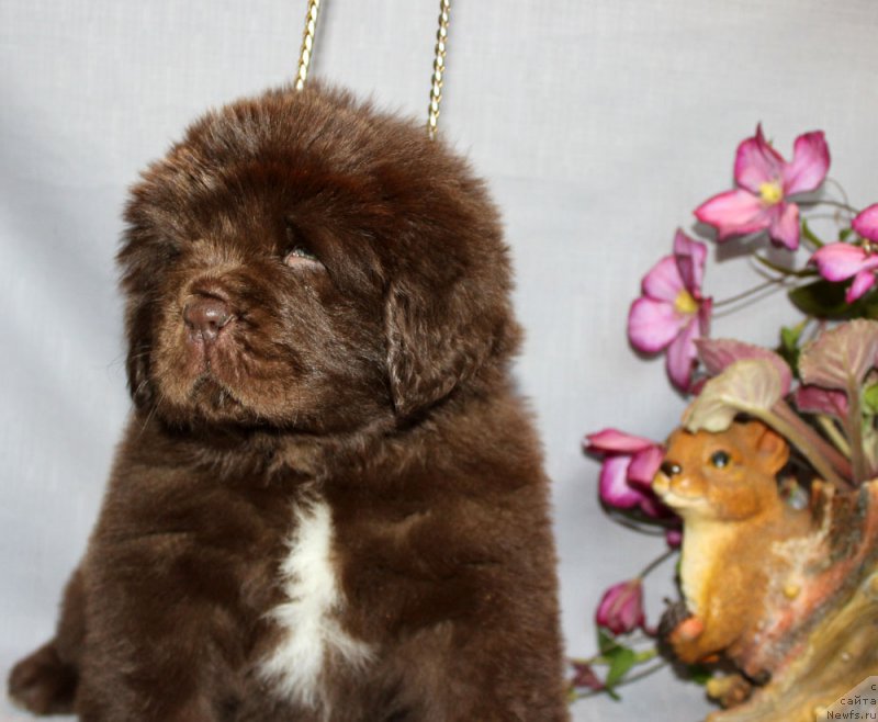 Фото: ньюфаундленд Браунблад МСК Альпина Гуардиан Соул (Brownblood MSK Alpina Guardian Soul)