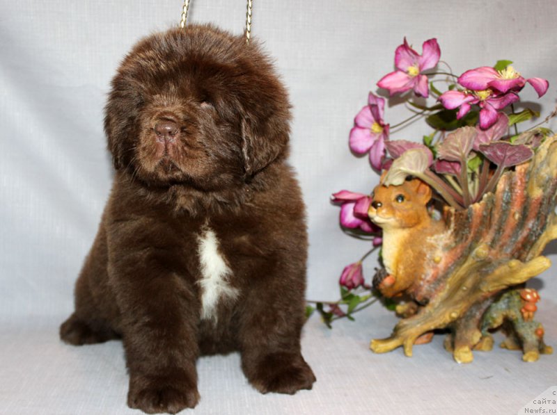 Фото: ньюфаундленд Браунблад МСК Альпина Гуардиан Соул (Brownblood MSK Alpina Guardian Soul)