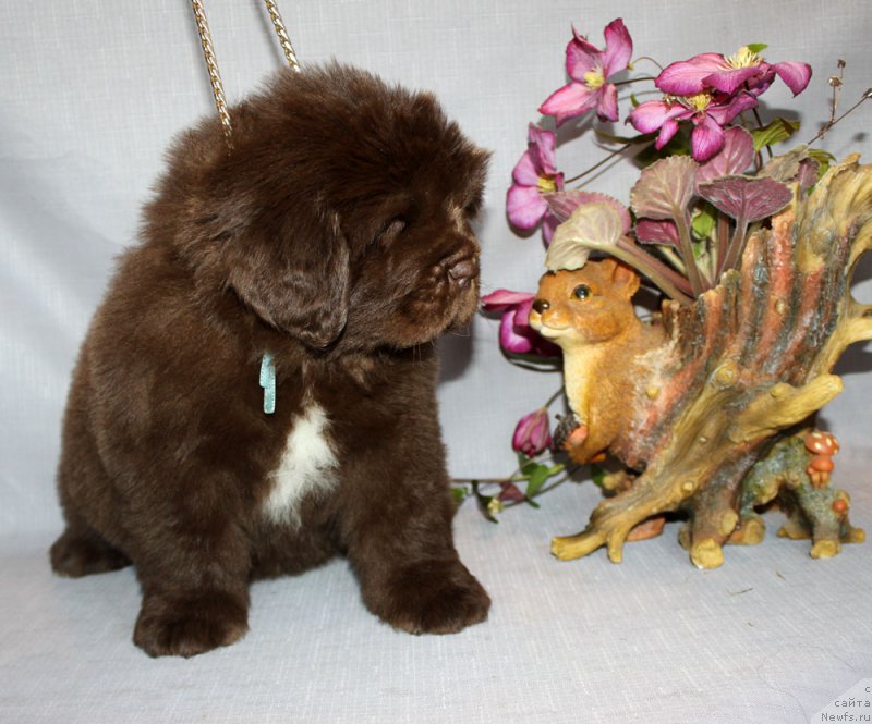 Фото: ньюфаундленд Браунблад МСК Альпина Гуардиан Соул (Brownblood MSK Alpina Guardian Soul)