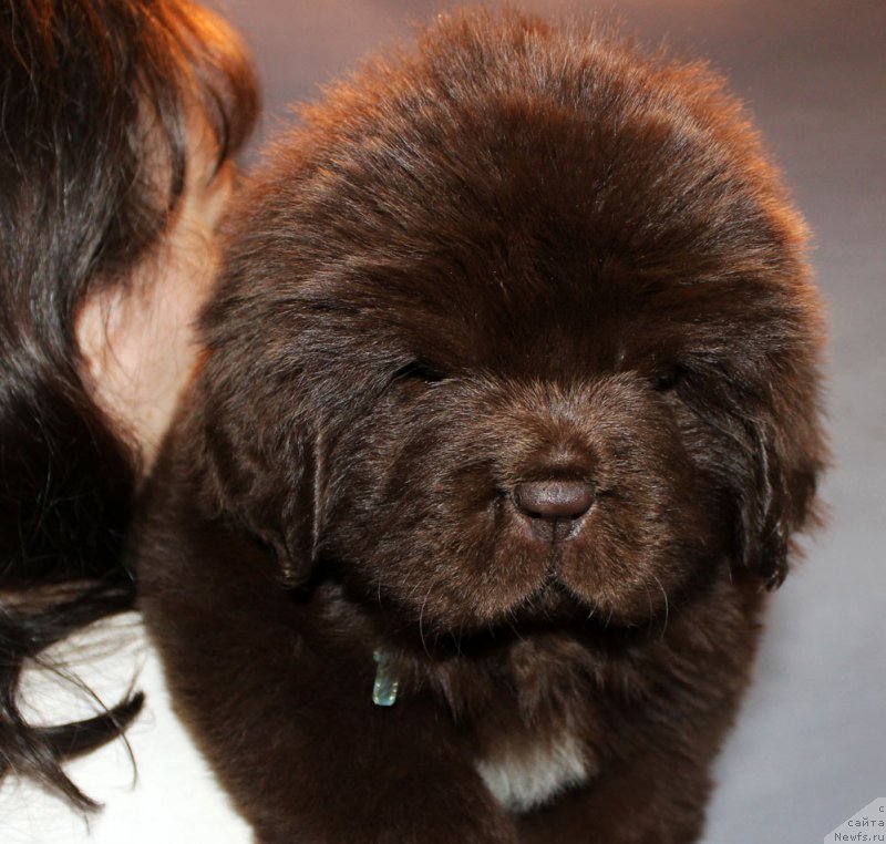 Фото: ньюфаундленд Браунблад МСК Альпина Гуардиан Соул (Brownblood MSK Alpina Guardian Soul)
