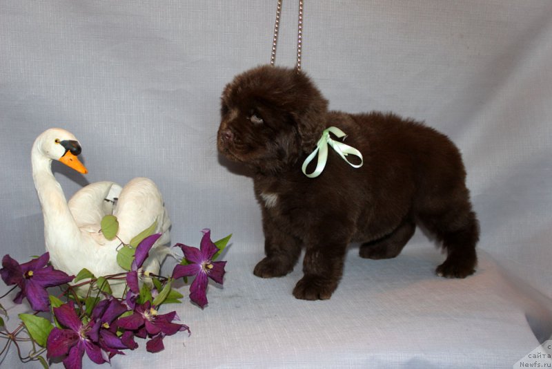 Фото: ньюфаундленд Браунблад МСК Аванти Дарлинг Кид (Brownblood MSK Avanti Darling Kid)