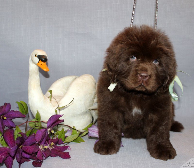 Фото: ньюфаундленд Браунблад МСК Аванти Дарлинг Кид (Brownblood MSK Avanti Darling Kid)